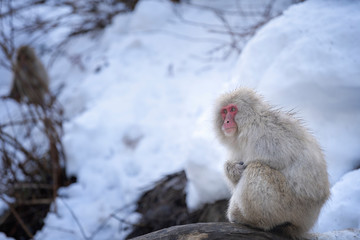 Travel Asia. Red-cheeked monkey. Popular tourist destinations in Japan. During winter, you can see monkeys soaking in a hot spring at Hakodate is popular hot spring. The snow monkeys soak in Japan.