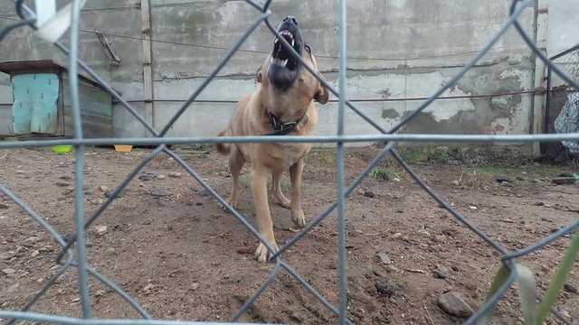 A vicious guard dog guards the territory.