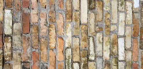 texture of bark of an old tree