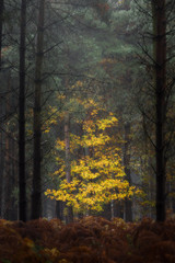 Golden autumnal fall tree and leaf colours at Birches Valley, Cannock Chase in Staffordshire.