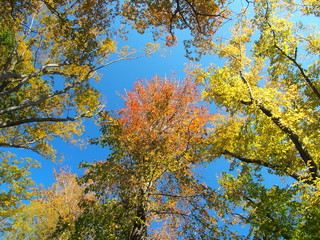 朝の木漏れ日の中の黄葉の欅とモミジバフウ