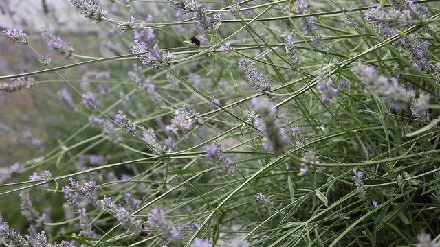Pollinating insects in flowering lavender