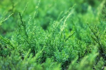 Natural fresh young green grass on the field. Eco macro background. Ecology banner texture.