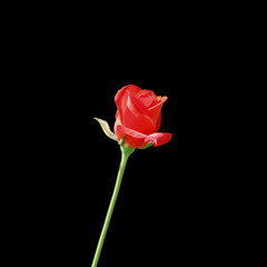 Beautiful red rose isolated on a black background