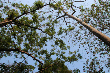 trees in a forest in laos