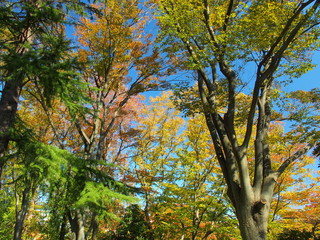 朝の木漏れ日の中の黄葉の欅と青空