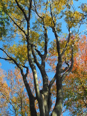 Fototapeta na wymiar 朝の木漏れ日の中の黄葉の欅と青空
