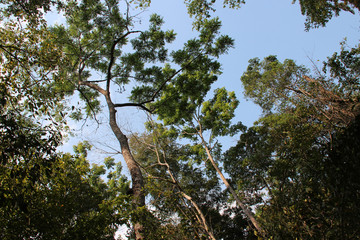 trees in a forest in laos