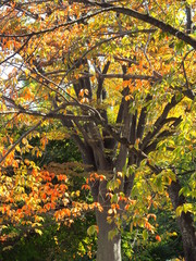 朝の紅葉の桜と欅