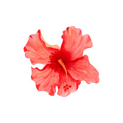 Watercolor illustration of flower of red hibiscus. Hand drawn exotic  tropical plant isolated on white background. Red hibiscus for card, invitation, design, print.