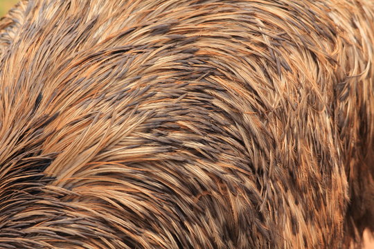 emu head body and feather, Australia - Powered by Adobe