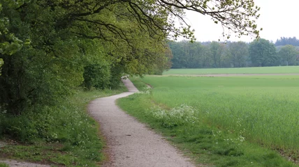 Fototapete Rund Schlafzimmer der Weg durch die Natur  © Danny