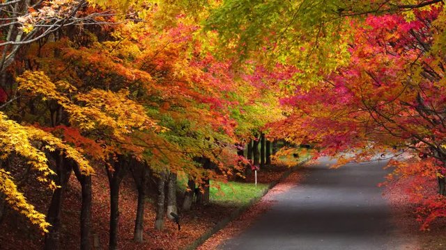 色鮮やかなモミジ