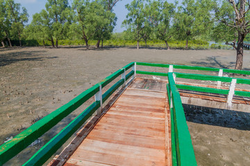 Obraz premium Boardwalk over a swampy mangrove forest at Hiron Point in Sundarbans, Bangladesh