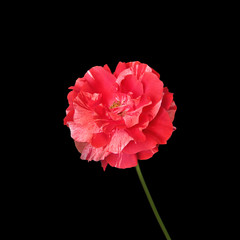 Beautiful red rose isolated on a black background