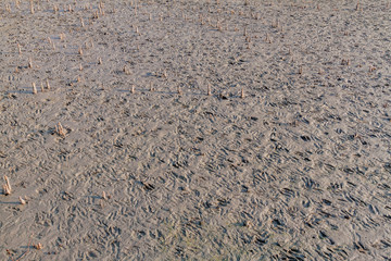 Breathing roots and spotted deer footprints in Sundarbans, Bangladesh