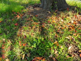 桜の枯れ葉散る初冬の野原風景
