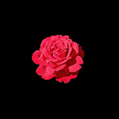 Beautiful red rose isolated on a black background
