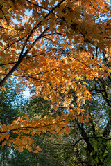 Milan, the Sempione park in November