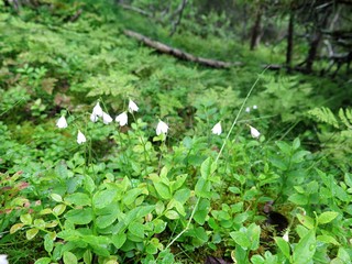 Linnaea borealis in the forest 