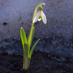 Snowdrops spring flowers. Beautifully blooming in the grass at sunset. Delicate Snowdrop flower is one of the spring symbols. Amaryllidaceae - Galanthus nivalis
