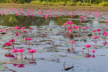 Pond with water lilies in Sundarbans, Bangladesh