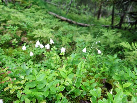 Linnaea borealis in the forest 
