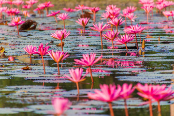 Pond with water lilies in Sundarbans, Bangladesh