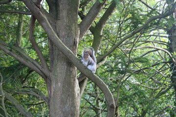 Squirrel on the tree
