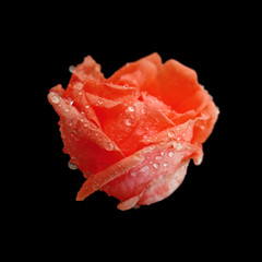 Beautiful red rose isolated on a black background