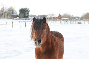 Beautiful bay pony stands in the snow looking towards the camera.