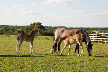 One foal gets a drink from its mum while another watches in field on spring day.