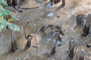 Tiger footprint in a mangrove forest of Sundarbans, Bangladesh