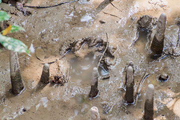 Tiger footprint in a mangrove forest of Sundarbans, Bangladesh