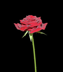 Beautiful red rose isolated on a black background