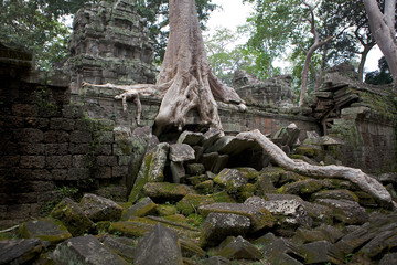 Trees and nature engulf buildings and temples, Angkor Wat Archaeological Park, Siem Reap, Cambodia.