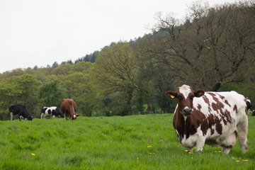 Fototapeta premium Dairy cows in the meadow on sunny summers day in rual Shropshire UK.