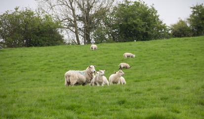 Fototapeta na wymiar Nervous sheep look towards a sound they have heard whilst out in field in rural shropshire.