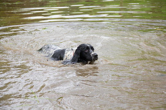 Close up shot of spaniel type dog swimming  and having fun.