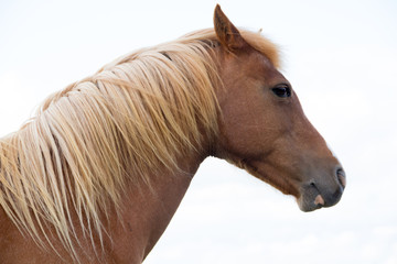 Close up shot of pretty chestnut pony isolated against white sky.