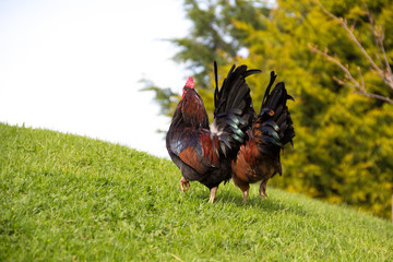 Two small cockerel/roosters strutting up grassy hill as they roam free range.