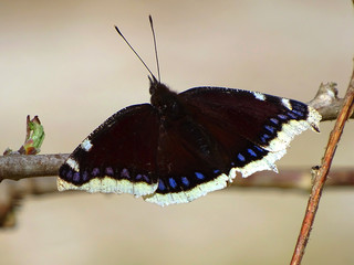 Trauermantel Schmetterling
