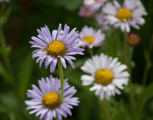 Wildflowers Mt. Rainier National Park 