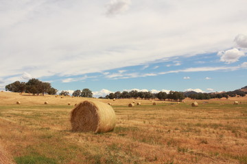 Fototapeta premium golden brown hay bails on the farm landscape