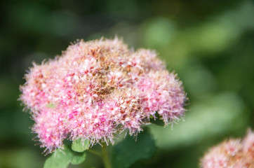 Pink Wildflower 