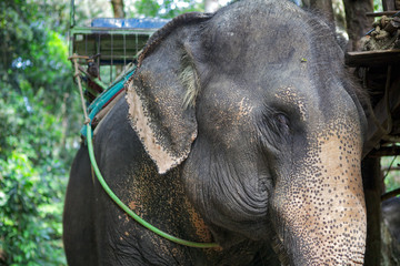 The elephant that carries tourists is resting. Koh Chang island.
