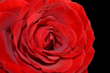 Beautiful red rose isolated on a black background