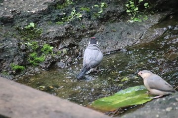 Bird washing in water