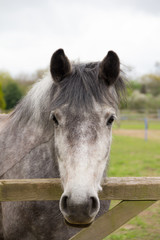Obraz premium Close up head shot of beautiful dapple grey horse.