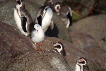 seagull amongst pinguins